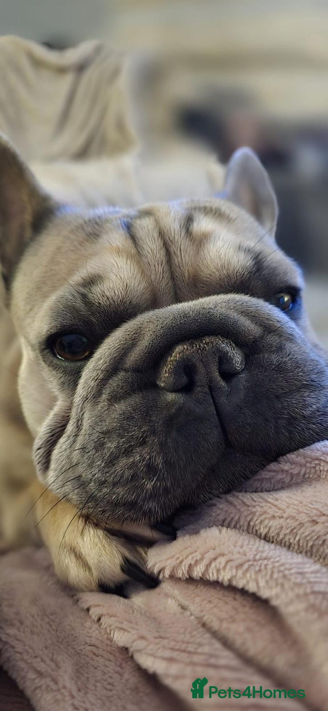 French Bulldog dogs for sale: Special home for Petal, French Bulldog wanted - Image 5
