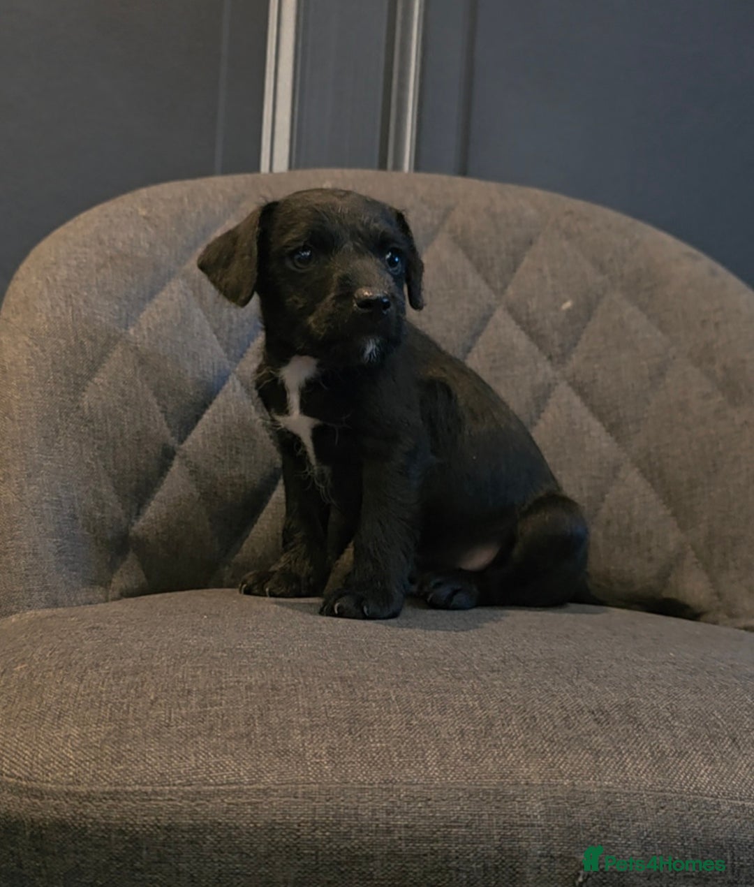 Patterdale Terrier dogs for sale: Patterdale Working Pups Ready To Go - Image 5