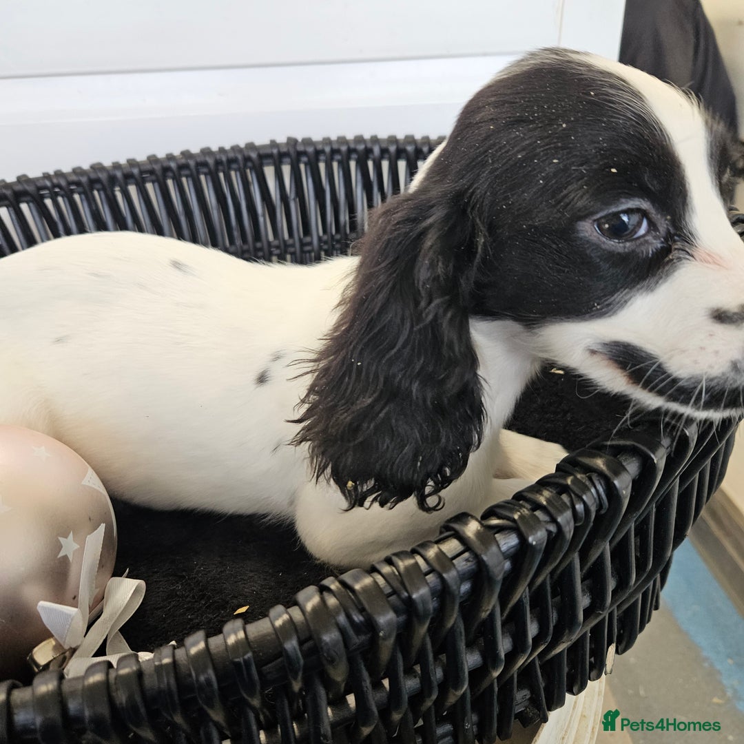 Cocker Spaniel dogs for sale: Working type rare marking cocker spaniels - Advert 34