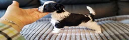 Biewer Terrier dogs for sale: Last Beautiful Biewer Boy left❤️ - Advert 21