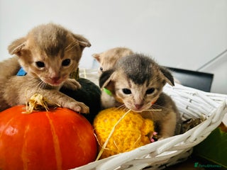 Abyssinian cats - Advert 1