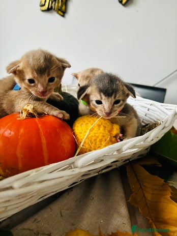 Abyssinian cats - Advert 1