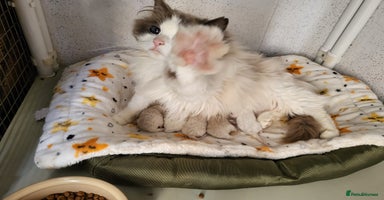 Ragdoll cats - Advert 9