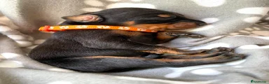 Dobermann 4