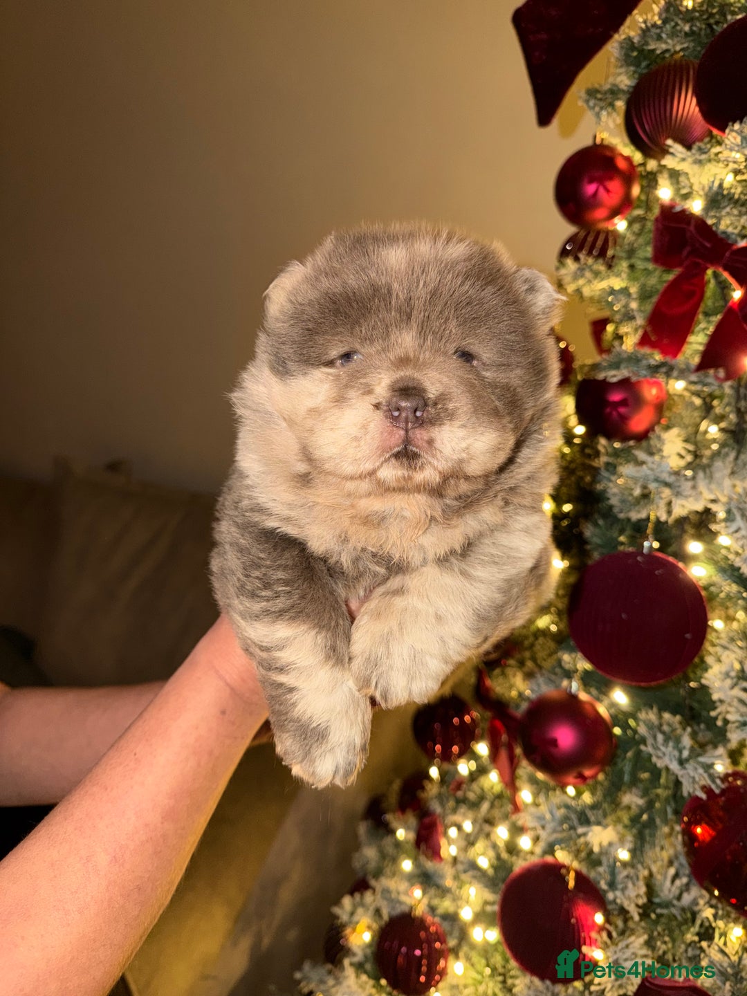 Chow Chow dogs for sale: Lilac Merle and lilac chow chow puppies for sale  - Advert 8