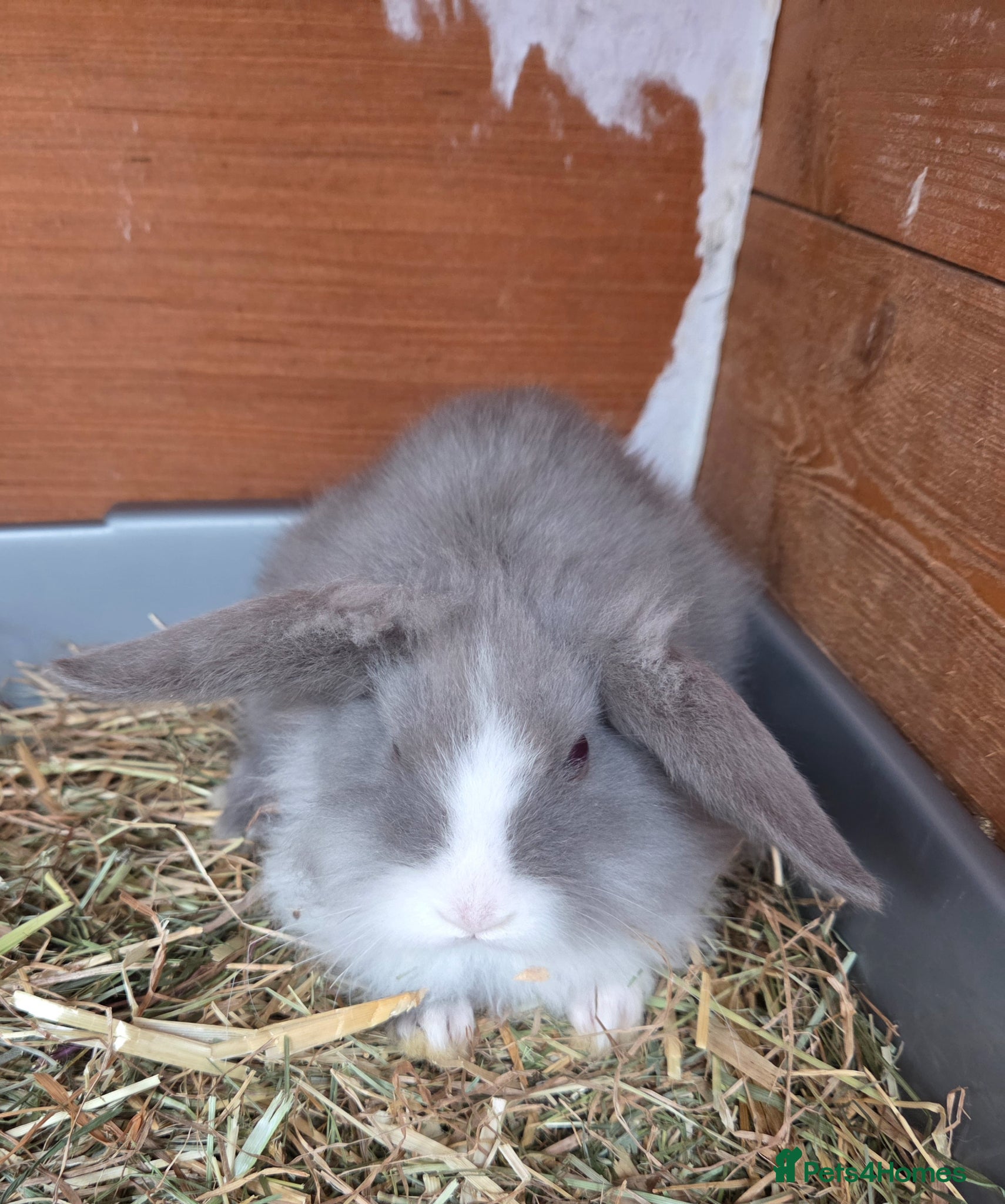 Angora rabbits Lilac split teddywidder x minilop - Advert 3