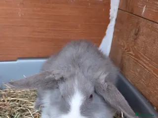 Angora rabbits Lilac split teddywidder x minilop - Advert 3