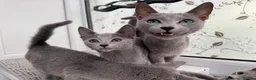 Russian Blue cats for sale: Very loving Russian Blue kittens - Advert 4