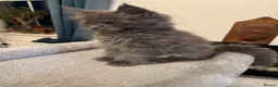 Maine Coon cats for sale: Beautiful large Maine Coon Kittens - Advert 3