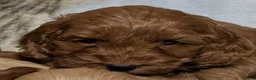 Cockapoo dogs for sale: Quality F1 Cockapoo puppies  in Ammanford - Advert 15