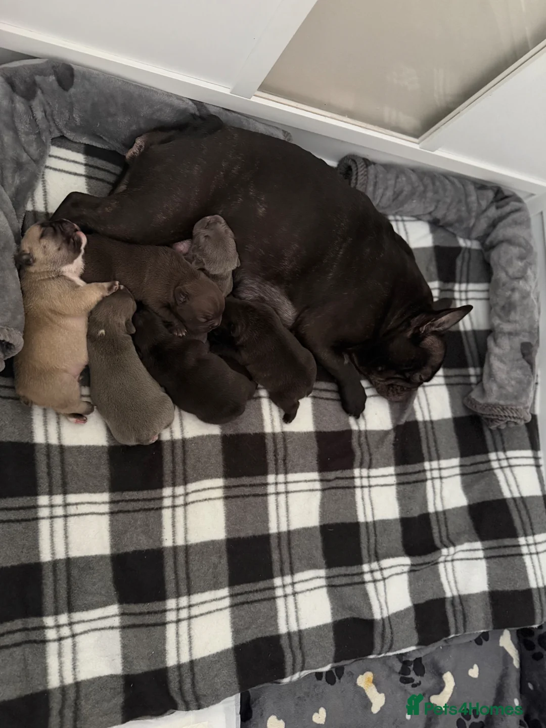 French Bulldog dogs for sale: French bulldog puppies  - Advert 11
