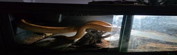 Boa Snake reptiles for sale: Bloody sunset Boa female and full set up and viv - Advert 4