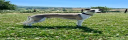 Whippet dogs for stud: Blue Fawn KC Registered Whippet available for stud - Advert 2