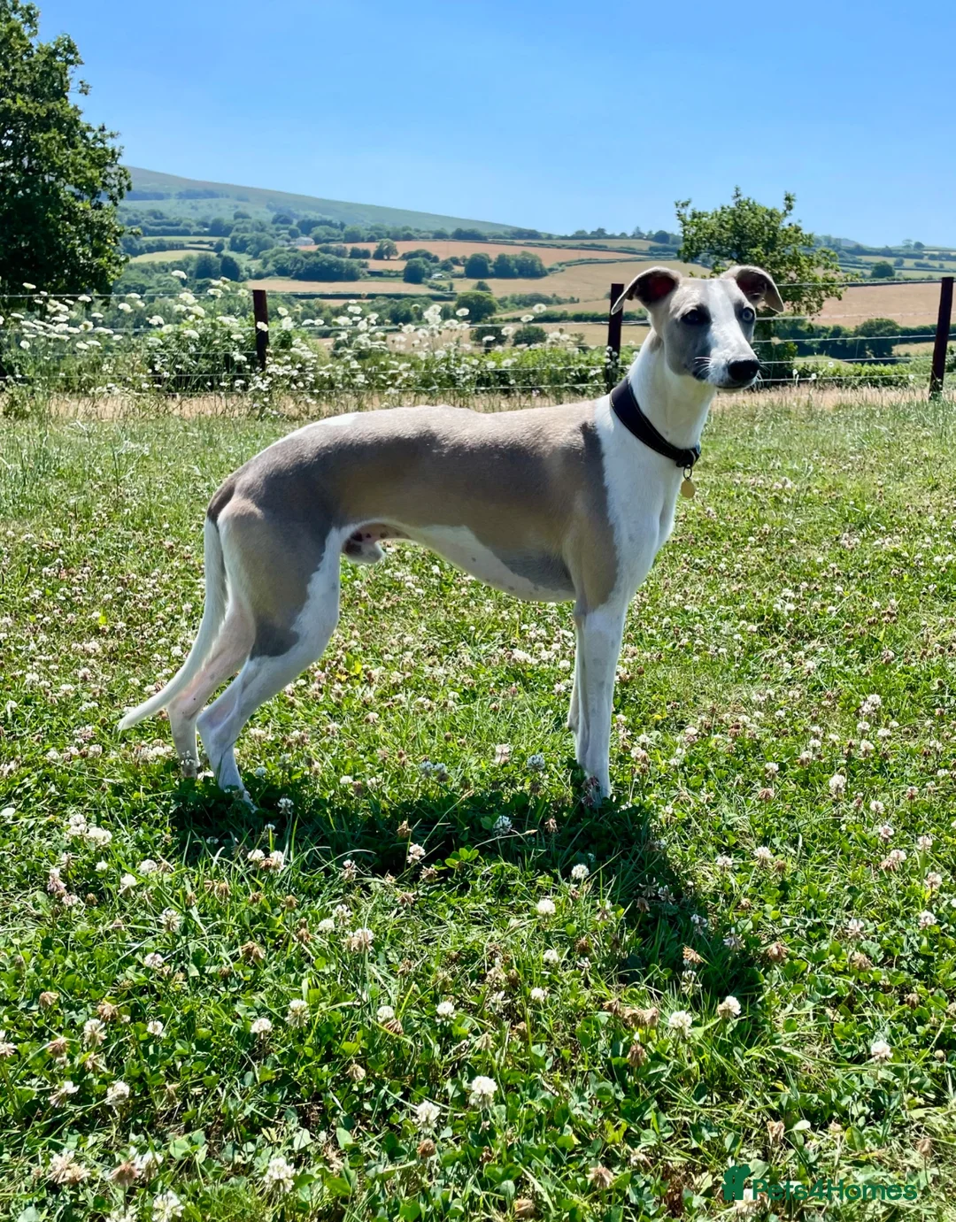 Whippet dogs for stud: Blue Fawn KC Registered Whippet available for stud - Advert 2