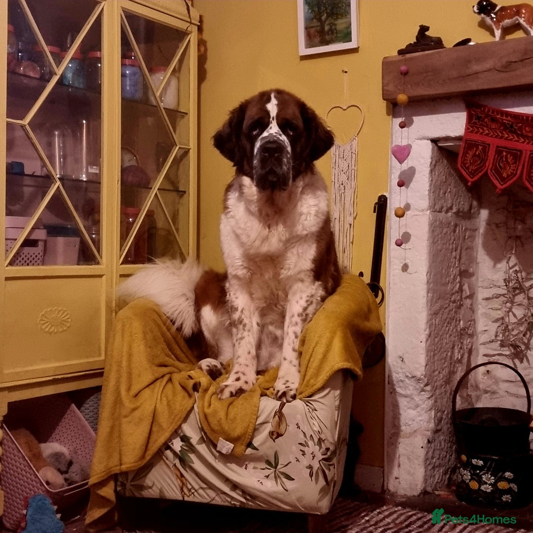 Saint Bernard dogs for sale: Female rough coated Saint Bernard  - Image 5