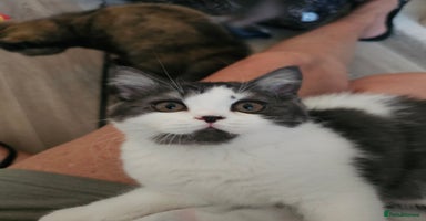 British Shorthair cats in Biggleswade - Advert 2
