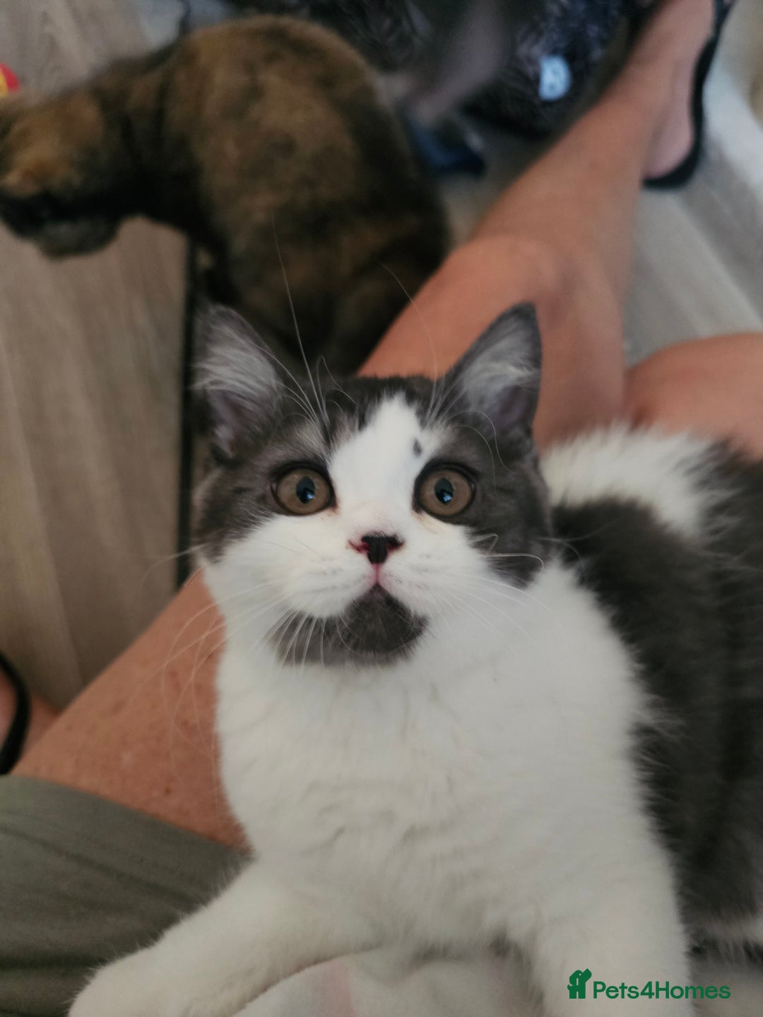 British Shorthair cats for sale: ✨SUPER CUDDLY BOY ✨ Total lap cat ✨ Rare colour ✨ in Biggleswade - Image 7
