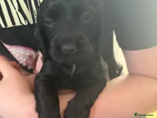 Sprocker dogs **** Adorable Sprocker Puppies - Advert 1