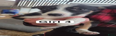 Border Collie 6