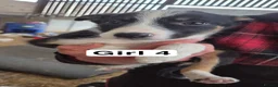 Border Collie dogs for sale: Collie Pups - Advert 6