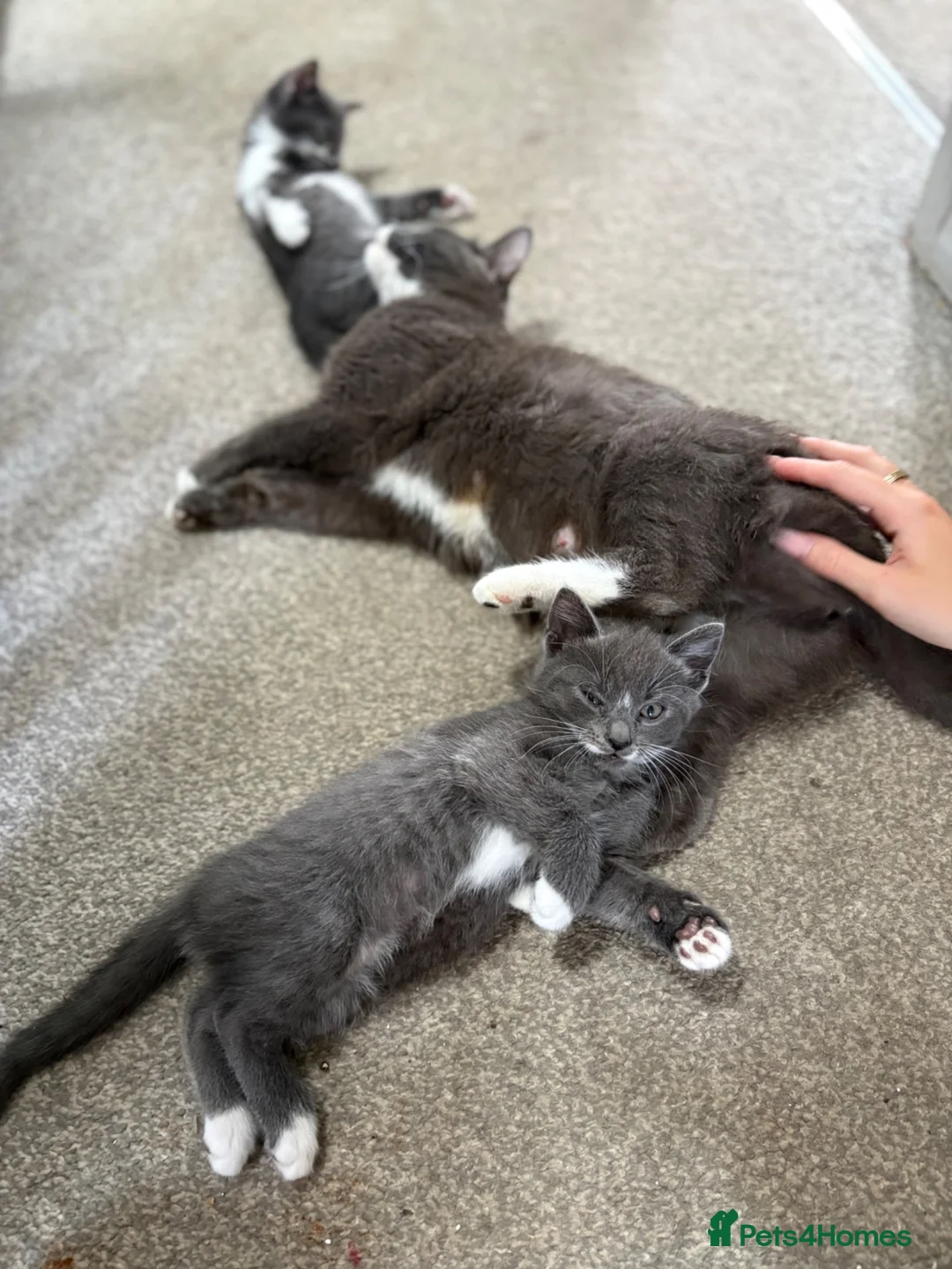 Mixed Breed cats for sale: Stunning lilac grey white kittens  in Rickmansworth - Advert 9