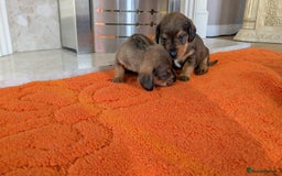 Mixed Breed dogs for sale: 3/4Dachshund X 1/4Jack  - Image 12