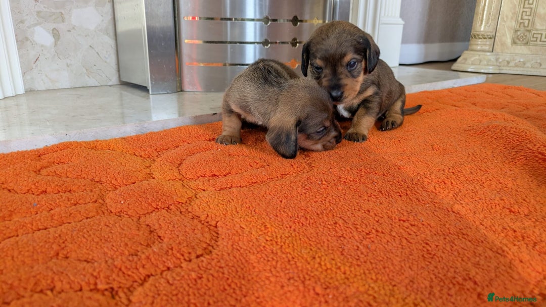 Mixed Breed dogs for sale: 3/4Dachshund X 1/4Jack  - Image 12