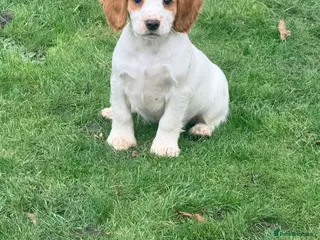 Cocker Spaniel dogs cocker spaniels, 1 boy pup left - Advert 6