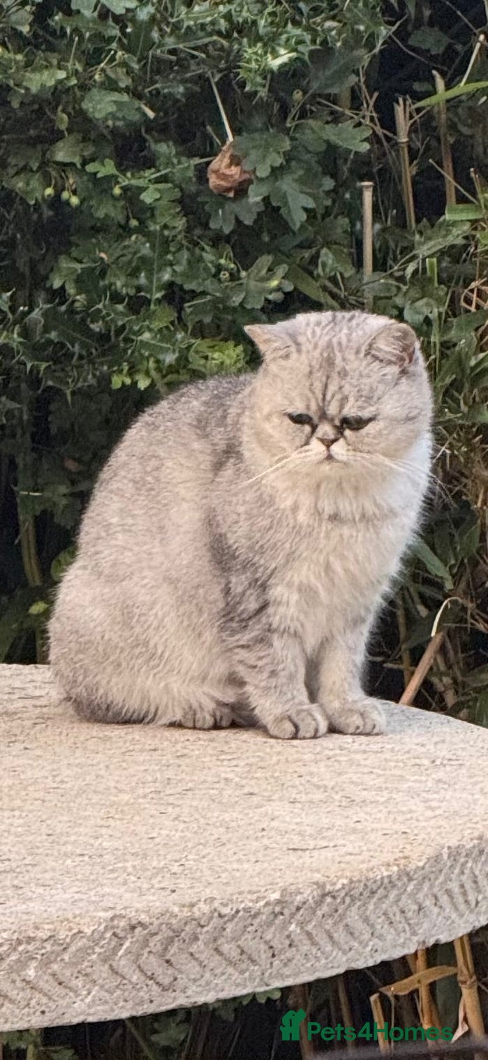 Exotic cats Exotic Shorthair Cross Kittens - Advert 1