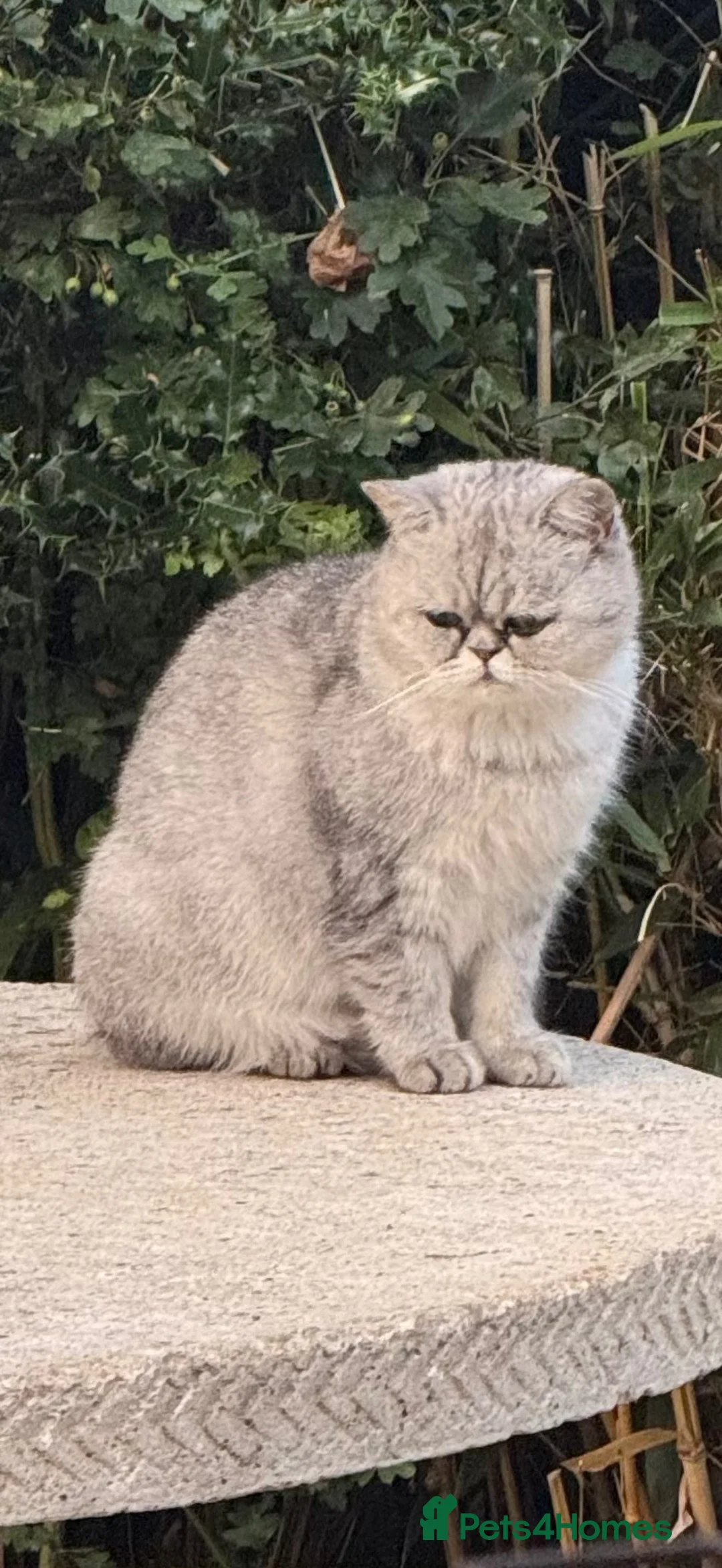Exotic cats for sale: Exotic Shorthair Cross Kittens in Shifnal - Advert 1