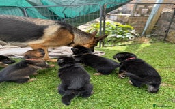 German Shepherd dogs for sale: 1 KC reg Quality Showline female puppy available  - Image 7