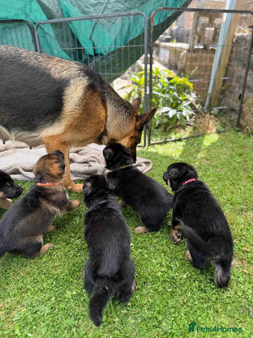 German Shepherd dogs for sale: 1 KC reg Quality Showline female puppy available  - Image 7