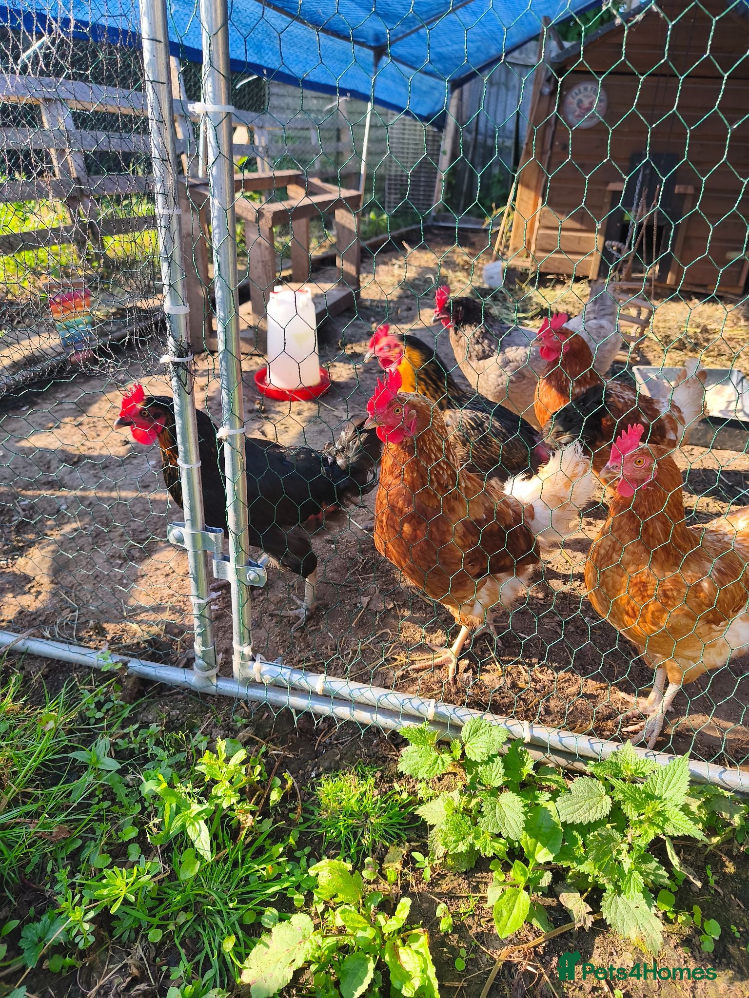 Chickens poultry 6 x chickens for sale  - Advert 4