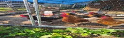 Chickens poultry for sale: 6 x chickens for sale  in Goole - Advert 1