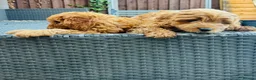 Cavapoo dogs for sale: Last 3 Beautiful F1b Cavapoo (Fox-Red) - Advert 11