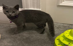 Russian Blue cats for sale: Russian Blue Kittens - Image 9