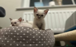 Ragamese cats for sale: Ragamese lilac kittens - Image 9