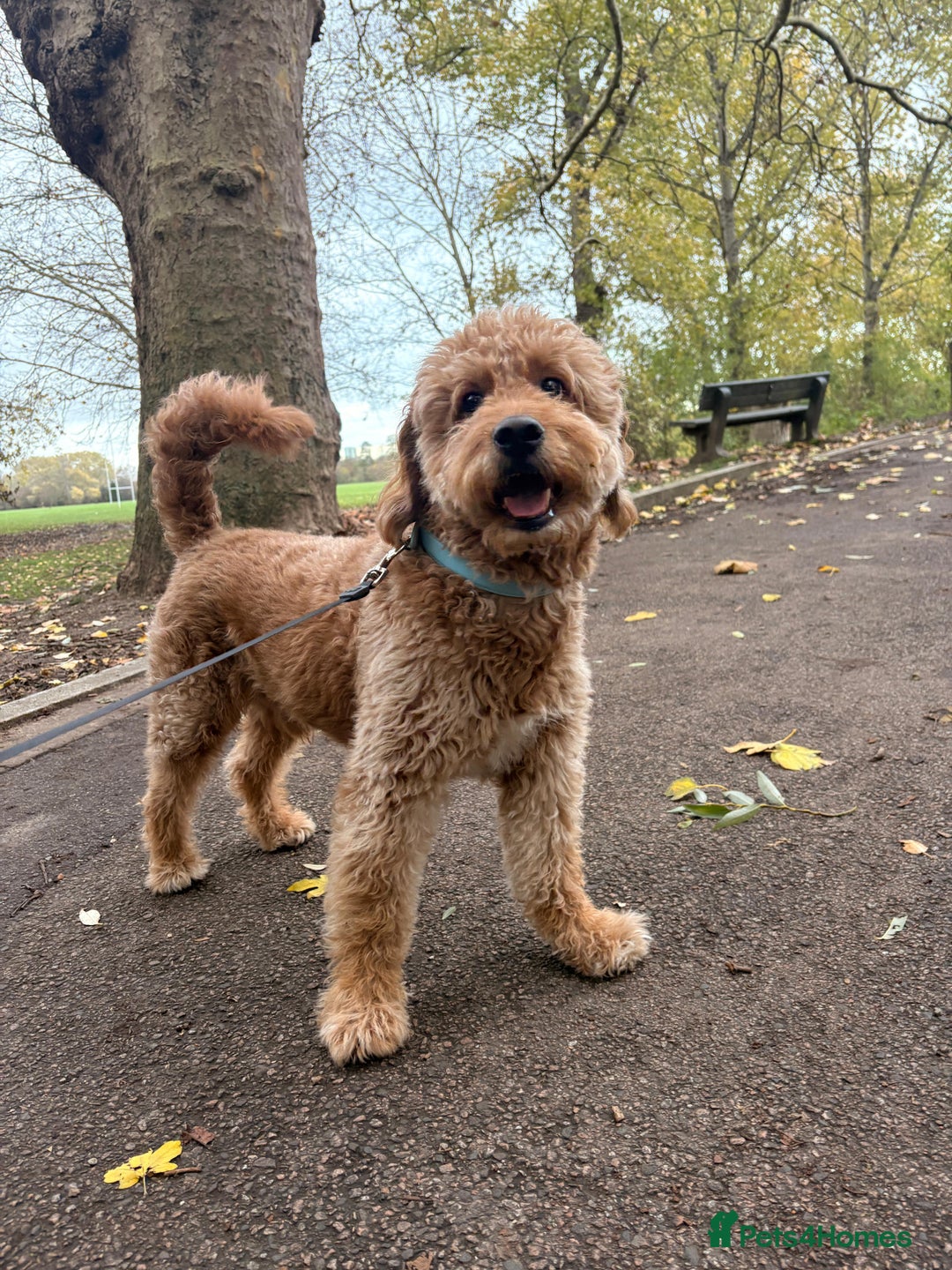 Goldendoodle dogs for stud: Proven Miniature Goldendoodle Stud – Noah 🐾 in London - Advert 26