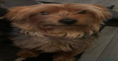 Yorkshire Terrier dogs - Advert 12