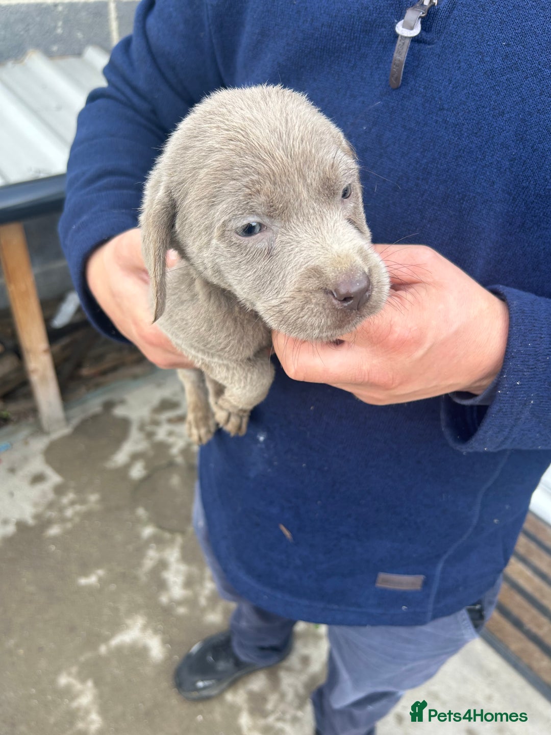 Labrador Retriever dogs for sale: Silver Labrador  - Image 4