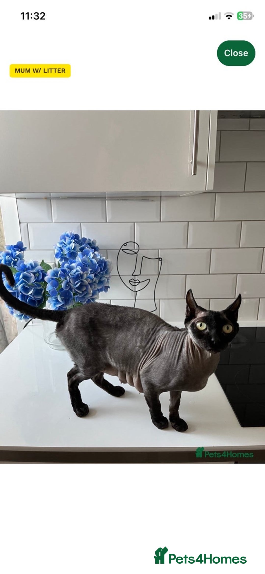 British Shorthair cats for sale: British shorthair x sypnx kitten for sale. - Advert 9