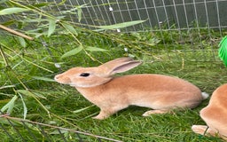 Rex rabbits for sale: 1 beautiful mini Rex left - Image 9