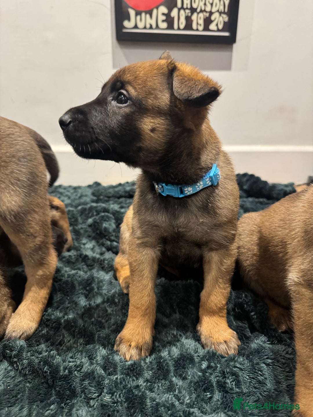 Mixed Breed dogs for sale: Gorgeous GSD X Belgian Malinois Pups Available - Advert 16