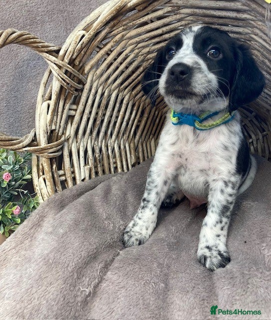 Mixed Breed dogs Cocker Jack puppies Ready this Friday - Advert 2