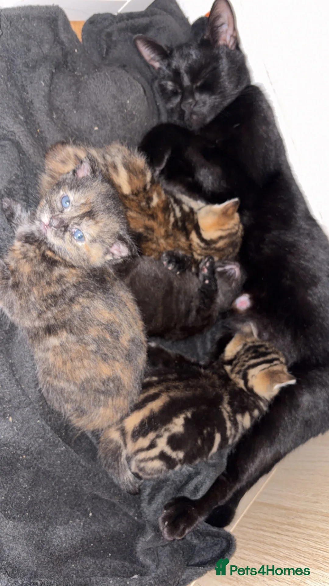 Domestic Shorthair cats for sale: Kittens - Advert 2
