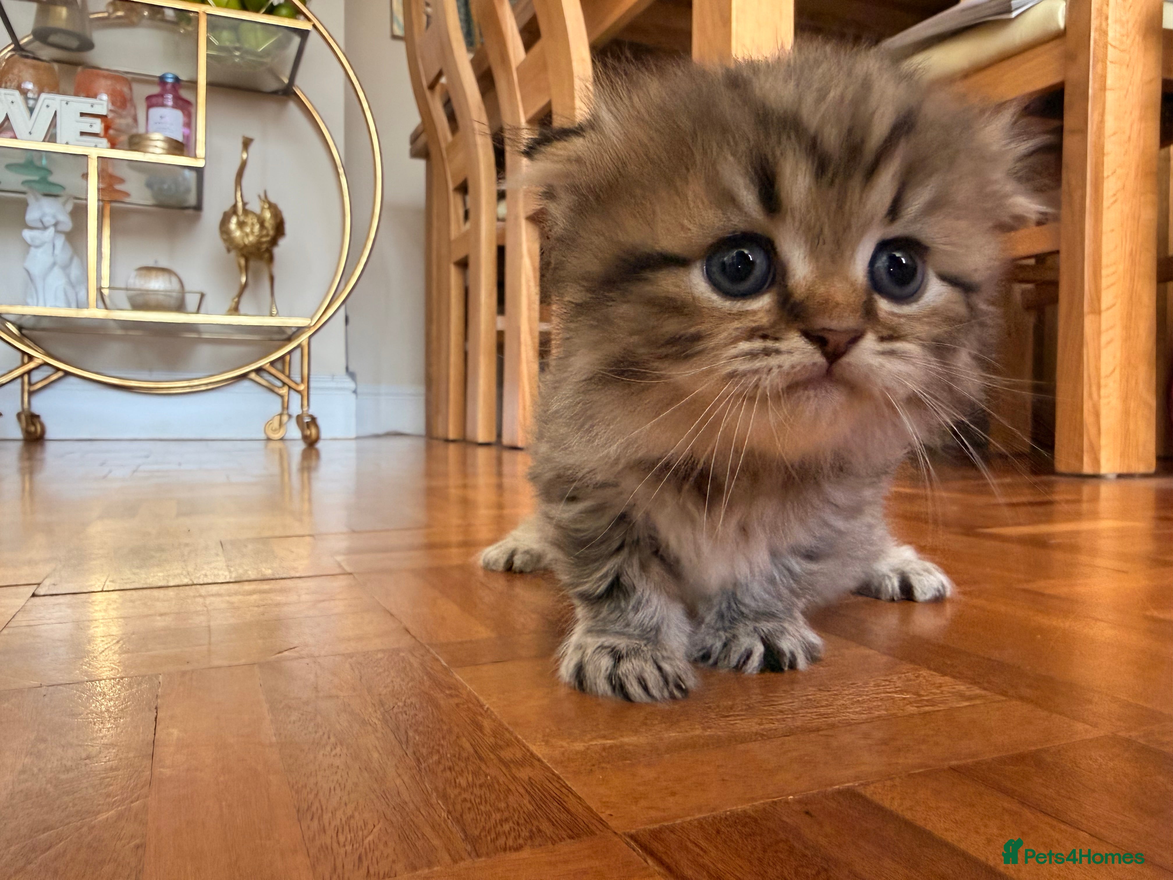 British Longhair cats for sale: Beautiful rainbow litter now available to reserve - Advert 15