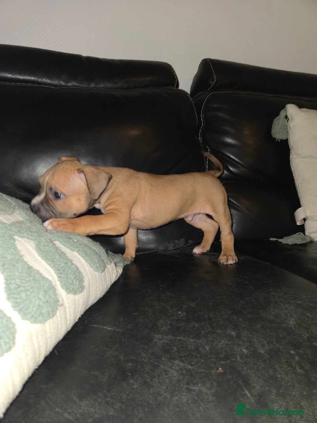 Mixed Breed dogs for sale: Pocket bully's  - Image 3