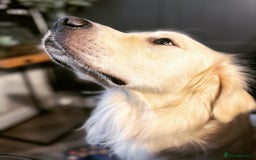 Golden Retriever dogs for sale: 3 year old golden retriever  - Image 2