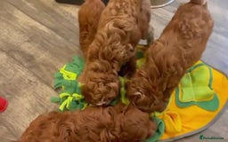 Cavapoo dogs for sale: Beautiful f1 red cavapoo puppies - Image 4