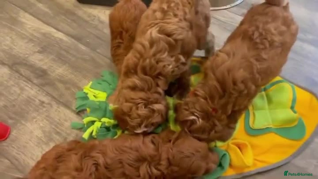 Cavapoo dogs for sale: Beautiful f1 red cavapoo puppies - Image 4